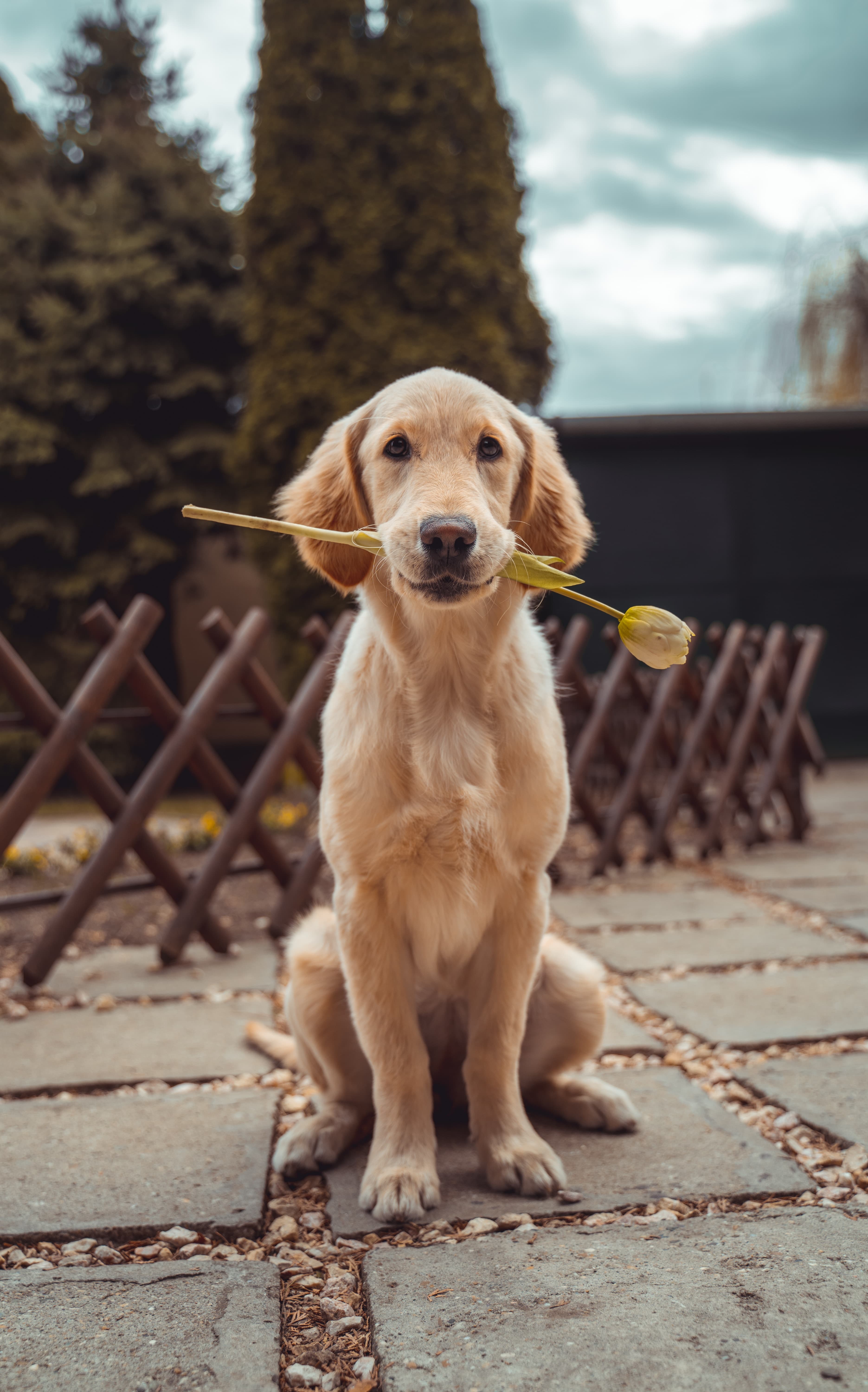 cláusula de animais no contrato de locação